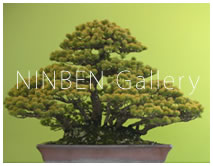 NINBEN Gallery